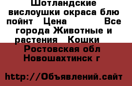 Шотландские вислоушки окраса блю пойнт › Цена ­ 4 000 - Все города Животные и растения » Кошки   . Ростовская обл.,Новошахтинск г.